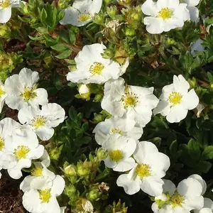 Bella Bianca Shrubby Cinquefoil Shrub Plant Potentilla Fruticosa 2L Pot