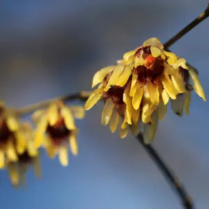 Wintersweet Outdoor Shrub Plant Chimonanthus Praecox Garden Plants 2L Pot