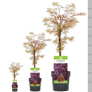 Acer Garnet - Deep Red Foliage, Outdoor Plant, Ideal for Gardens, Compact Size (80-100cm Height Including Pot)