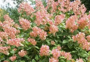 Hydrangea Paniculata Pink Diamond Flowering Shrub Plant