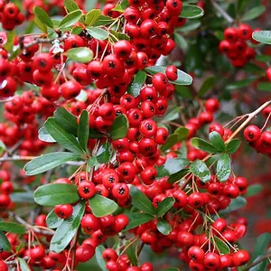 Pyracantha Red Column Garden Plant - Vibrant Red Berries, Compact Growth, Medium Size (20-40cm Height Including Pot)