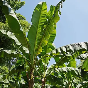 Pair Of Musa basjoo (Hardy banana)  in 9cm Pot