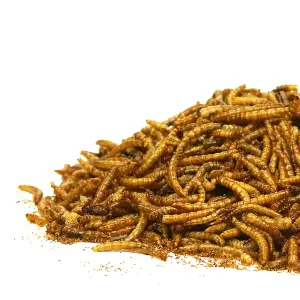 1kg SQUAWK Dried Mealworms - Premium Quality Wild Bird Food Garden Snacks For Birds