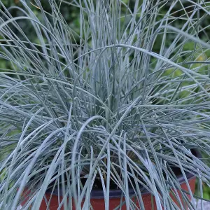 Festuca 'Elijah Blue' - Vibrant Blue Ornamental Grass, Hardy and Drought Tolerant, Adds Texture to Gardens (15-30cm)