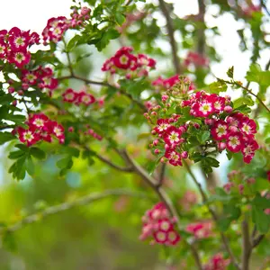 Crataegus Crimson Cloud Tree - Abundant Red Berries, Ornamental, Red and White Flowers (5-6ft)