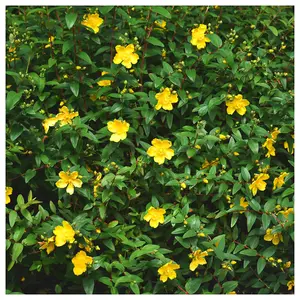 1 St. John's Wort / Hypericum 'Hidcote' Plant In 1.5L Pot 3FATPIGS