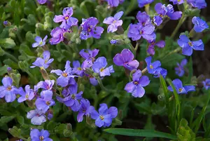 Aubretia Large Mixed Flower Seeds (Approx. 160 seeds) by Jamieson Brothers