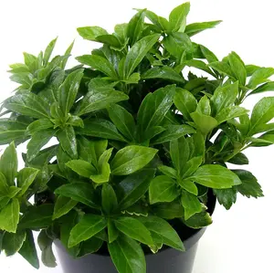 Pachysandra Terminalis Green Carpet 9cm Potted Plant x 1