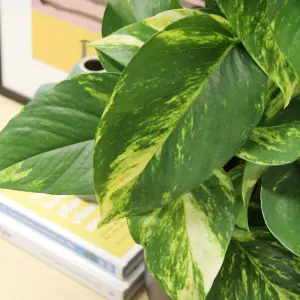 Real Devil's Ivy Pothos Indoor Plant on Moss Pole in 15cm Pot - Epipremnum pinatum Aureum Variegated Air Purifying Houseplant