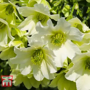 Clematis Early Sensation 1.7 Litre Potted Plant x 1