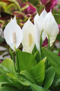 Spathiphyllum Peace Lily - Indoor Plant in 9cm Pot - Ideal for Home or Office