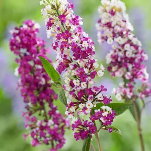 Buddleja davidii Berries & Cream 3.6 Litre Potted Plant x 1