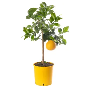 Grapefruit Tree - Outdoor Fruit Tree, Grow Your Own Tasty Fruits, Ideal Size for UK Gardens in 20cm Pot (2-3ft)