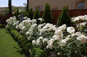 Rose Bush Iceberg - Floribunda White Hybrid Tea Rose in a 3L Pot