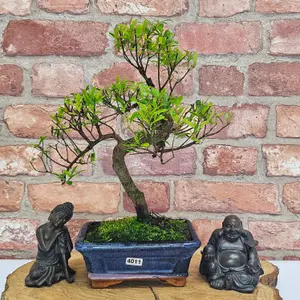 Brush Cherry (Syzygium) Bonsai Tree - Shaped - In 15cm Pot