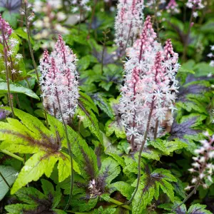 Gardeners Dream Tiarella Sugar & Spice (9cm)