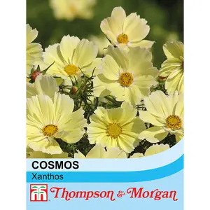 Cosmos bipinnatus Xanthos - 2 Seed Packets (40 seeds)