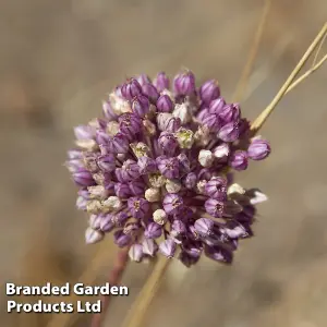 Allium Collection 105 - Flowering Bulbs