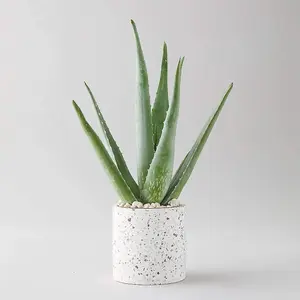 Aloe Vera Plant - Large Plant Around 30-40cm in Height - Decorative Pot Not Included