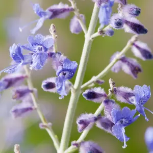 Perovskia Blue Spire Garden Plant - Violet-Blue Flowers, Compact Size (15-30cm Height Including Pot)