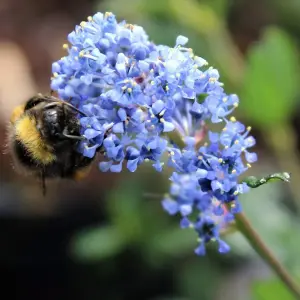 Ceanothus Victoria - Outdoor Flowering Shrub, Ideal for UK Gardens, Compact Size (15-30cm Height Including Pot)