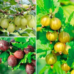 Gooseberry Giggles Collection - 3 Potted Plants (9cm Pots)