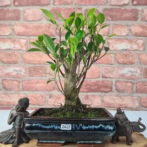 Ficus Microcarpa (Banyan Fig) Indoor Bonsai Tree - Broom - In 20cm Pot