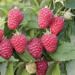 Lincolnshire Fruits Joan J Potted 7 Litre (Raspberry)