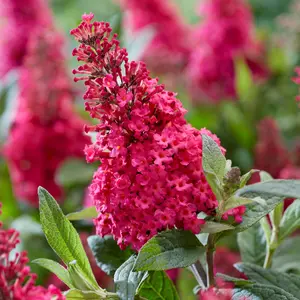 Buddleia Butterfly Candy Little Ruby - Compact Size, Red Flowers, Attracts Butterflies (15-30cm Height Including Pot)