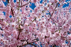 Direct Plants Prunus Beni Yutaku Japanese Flowering Cherry Tree 5-6ft Tall Supplied in a 7.5 Litre Pot