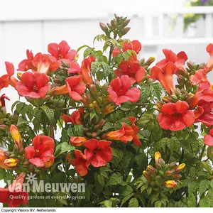 Campsis Trumpet Fire  2 Litre Potted Plant x 2