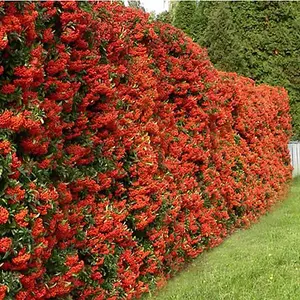 Pyracantha Red Column Garden Plant - Vibrant Red Berries, Compact Growth, Medium Size (20-40cm Height Including Pot)