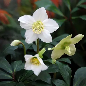 Christmas Rose Hellebore Perennials Flowering Plants Helleborus 2L Pot