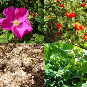 50 Mixed Native Wildlife Hedging Plants/ 10 m of 6 Varieties For Flowers & Fruit 3FATPIGS