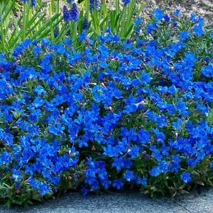 Lithodora Pure Blue - Outdoor Flowering Plant - Arrives Ready to Plant in a 13cm Pot