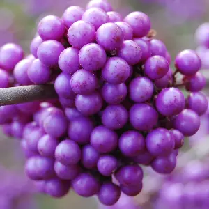 Callicarpa Profusion - Ornamental Beauty for Every Season (9cm, 15-30cm)