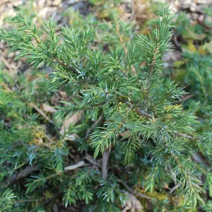 Juniperus Green Carpet Garden Plant - Green Foliage, Low Ground Cover (10-15cm Height Including Pot)