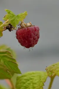 Lincolnshire Fruits Malling Jewel Potted 7 Litre (Raspberry)