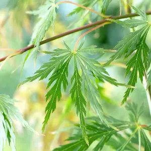 Japanese Acer palmatum Dissectum in a 3L Pot Green