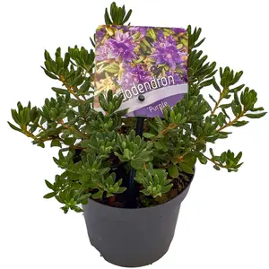 Rhododendron Purple Pillow (15-25cm Height Including Pot) Garden Plant - Compact Shrub, Purple Blooms