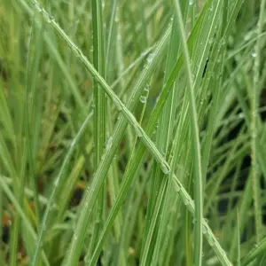 Cortaderia Silver Goblin - Pampas Grass, Lovely Golden Flower Spikes, Silver-Green Foliage (15-30cm Height Including Pot)