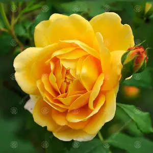 Happy Father's Day Yellow Rose - Outdoor Plant, Ideal for Gardens, Compact Size