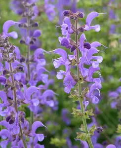 Salvia Collection - 6 different Salvias chosen from the best in our nursery