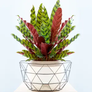 Calathea Insignis - Exquisite Foliage, Indoor Houseplant (14cm, 40-50cm)