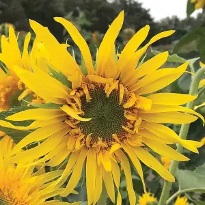 Helianthus annus Sunflower Astra Gold 1 Packet (30 Seeds)