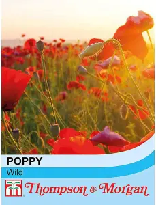 Wildflower Corn Poppy Flanders 1 Seed Packet (2000 Seeds)