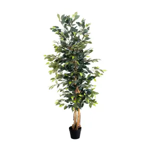 Blooming Artificial - 180cm / 6ft Artificial Ficus Tree