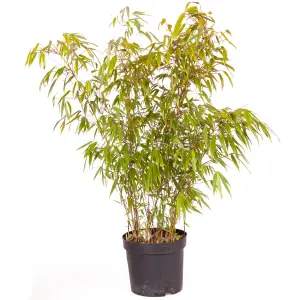 Fargesia rufa (Fountain Bamboo) in a 5L Pot - Bamboo Plants for Gardens