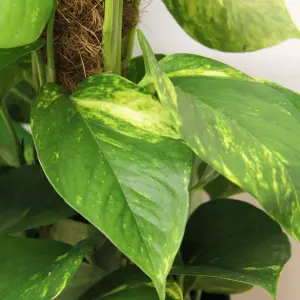 Real Devil's Ivy Pothos Indoor Plant on Moss Pole in 15cm Pot - Epipremnum pinatum Aureum Variegated Air Purifying Houseplant