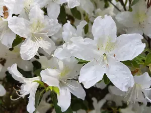 Rhododendron Azalea Mary Helen, in 9cm Pot, White Blooms